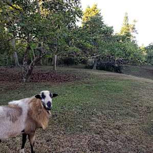 Guacamole sunsets & baby lambs