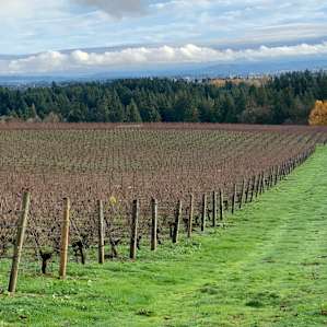 View from a walk through the vineyard