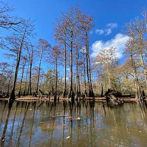 Blackwater Birds and Bees