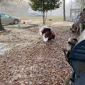 Such a beautiful turkey. He came to say good morning