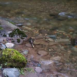 Got lucky and saw a salmon trying to go upstream. It stopped 1 ft from shore and got out of the current to rest