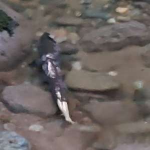 Fish was close enough to touch taking a break out of current.