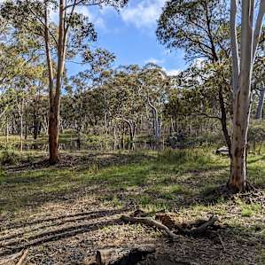 White Gum Forest Retreat