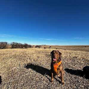 Plenty for the pups to explore!