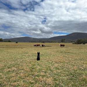 Mount Sugarloaf Avoca