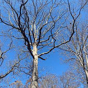 Trees with beautiful blue sky