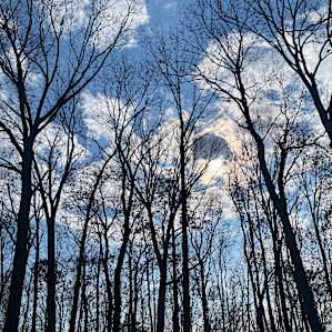 More trees
