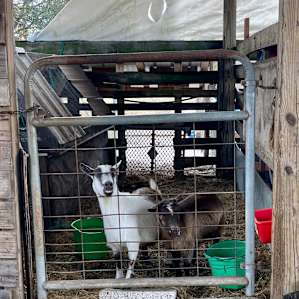 Goats love scratches too!