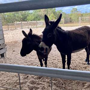 Sassy and talkative donkeys