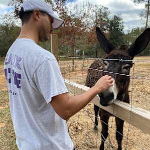Llama & Alpaca encounters