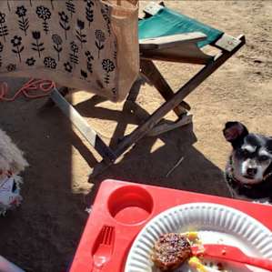 Songdog West Campsites