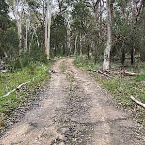 Ghost Gums at Bungonia Bush Camp