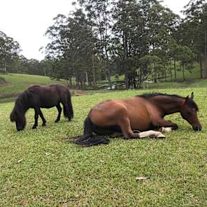 Horse pals