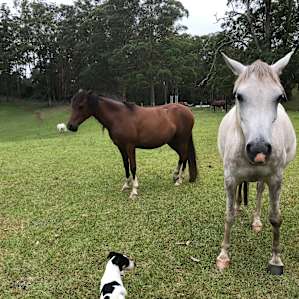 Horse pals