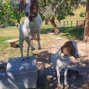 Cheeky goats!