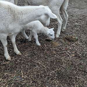 Circle G Farms
