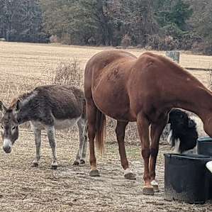 Circle G Farms