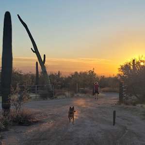Wild Burro Desert Retreat