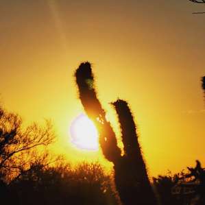 Wild Burro Desert Retreat