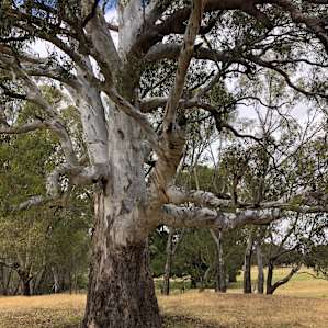 Gorgeous old River Red Gum at the Spillway view site. Lots of lovely Welcome Swallows.