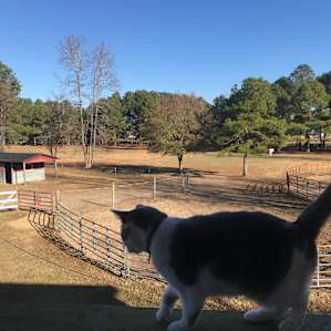Many friendly animals’