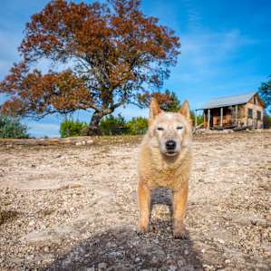 Cute Off-Grid CABIN on 84 ACRES