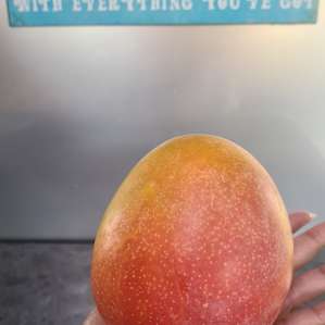 Mango picked straight from the tree
