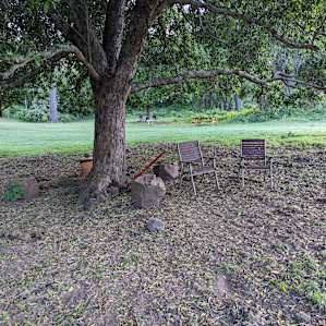 Old Fig Tree