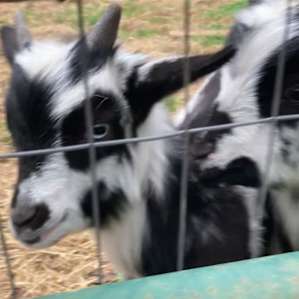 Goats and Birds at Hideaway Farm