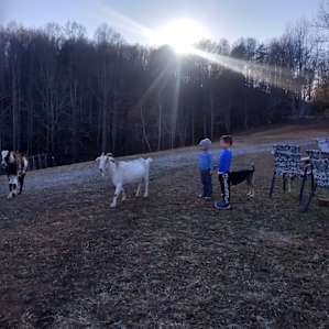 Elizabeth invited us to see her farm animals and feed her goats!