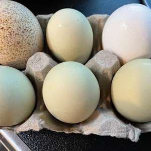 FARM FRESH EGGS