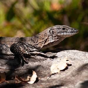 Goanna basking outside Gnarawary Road bush cabin