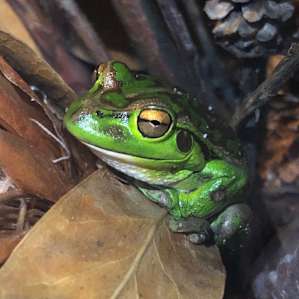 Frog visitor attracted by light from the windows of Gnarawary Road bush cabin.