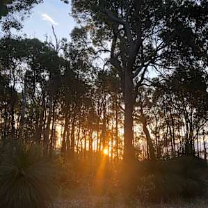 Forest sunset from Gnarawary Road bush cabin.