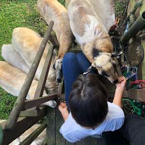 The lambs were so cute! Especially Patch- he is very smart!