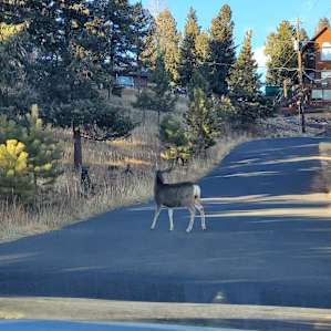 Mule Deer on the road