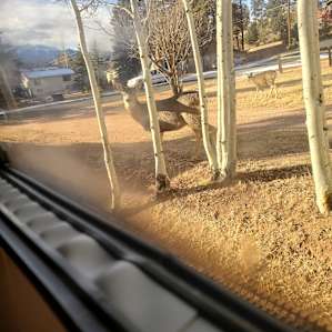 Mule Deer out our widow