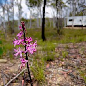 Wolgan View Lookout Site