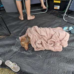 The resident daschhund Okkie
