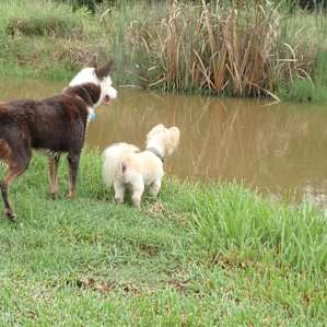 Super pet friendly - mine don't like the water but nothing to worry about if your pet likes to swim