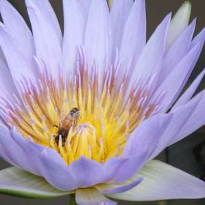 bee busy on the lilly