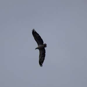 Eagle came to see what we were doing