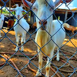 Goats and Ducks