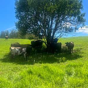 Dairy Camp - Flat Creek