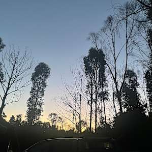 The paddock is surrounded by a ring of bushes and tall trees offering peace and privacy.