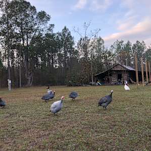 Catawba Organic Farm Tent Camping