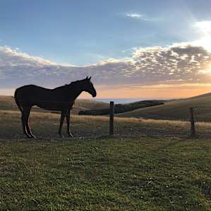 Tara Valley Cabin and Horse Stay