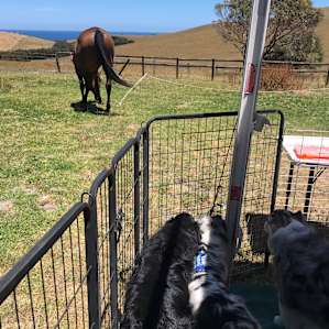 Tara Valley Cabin and Horse Stay