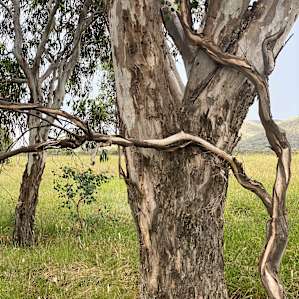 Pleasant View - Mudgee