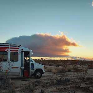Desert hares and Joshua trees